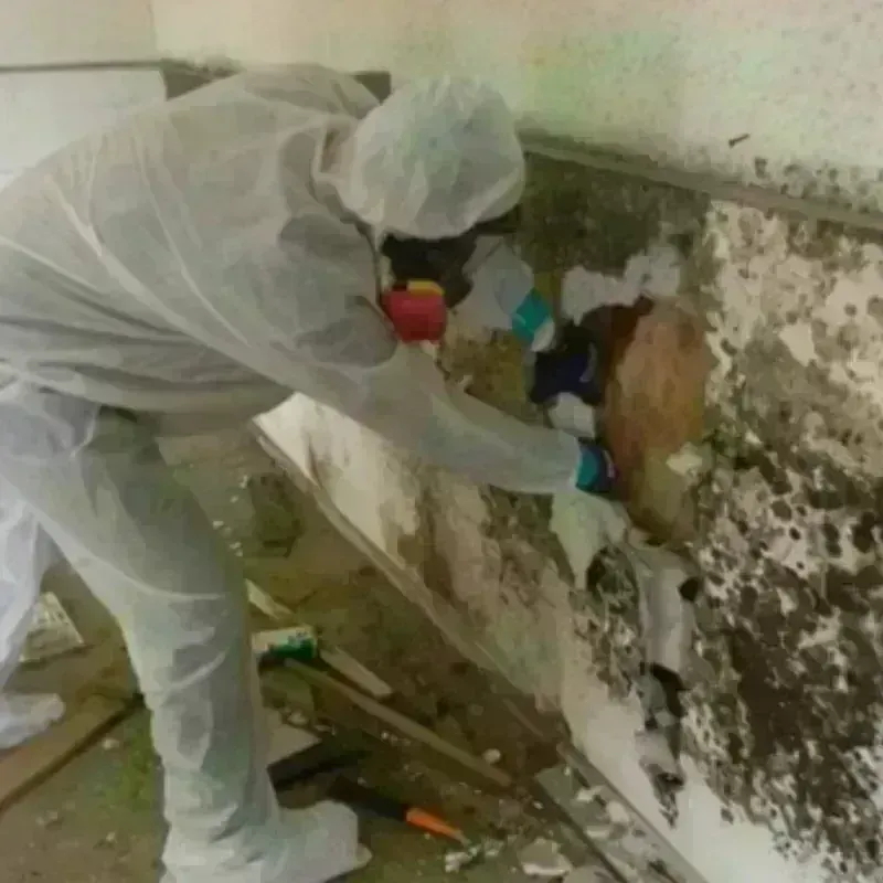 Mold Remediation and Removal in Artesia, NM